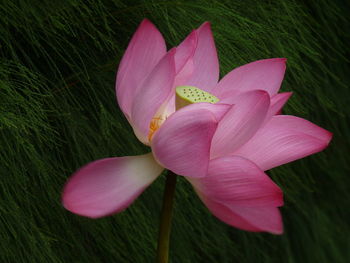 Close-up of pink water lily