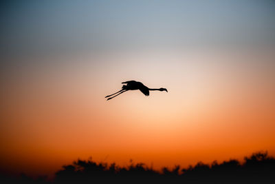 Low angle view of bird flying against sky during sunset