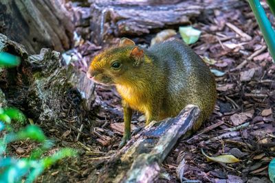 Close-up of squirrel on rock