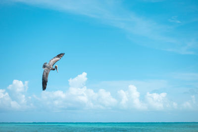 Bird flying over sea against sky