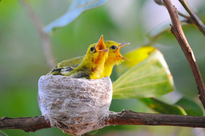 Close-up of bird perching on branch