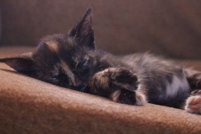 Close-up of cat sleeping