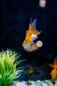 Close-up of fish swimming in sea