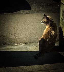 Dog looking at camera