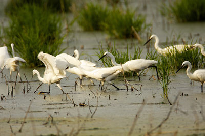 The little egret hunting on the drava marsh
