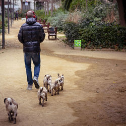 Dog standing on road