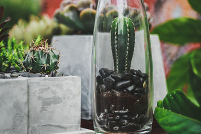 Close-up of potted plant