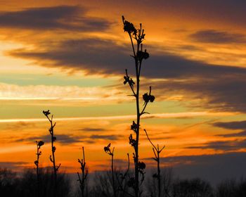 Silhouette plants on field against orange sky