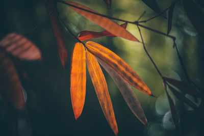 Close-up of orange flowering plant