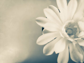Close-up of white flowering plant