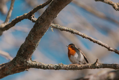 Low angle view of bird perching on branch