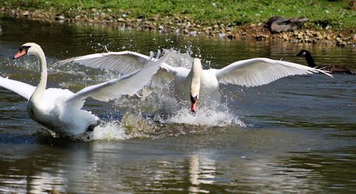 Swan swimming in lake