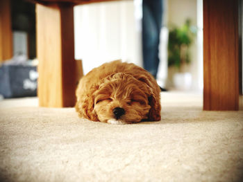 Portrait of dog relaxing at home