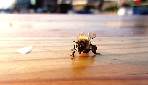 Close-up of butterfly on table