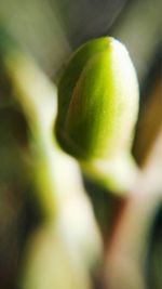 Close-up of flower buds