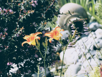 Close-up of flowering plant