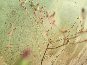 Close-up of ant on wall