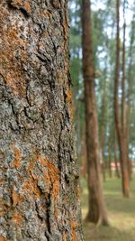 Close-up of tree trunk in forest