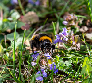 Close-up of bumblebee pollinating on purple flower