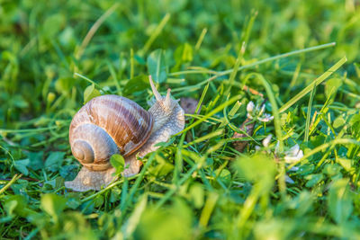 Helix pomatia, roman snail, burgundy snail, edible snail or escargot in the garden with sunset light