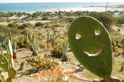 Close-up of cactus with thorns