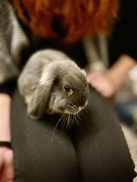 Close-up of hand holding rabbit