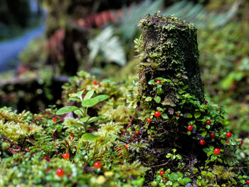 Close-up of moss growing on tree trunk