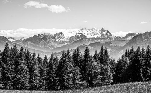 Pine trees on snowcapped mountains against sky