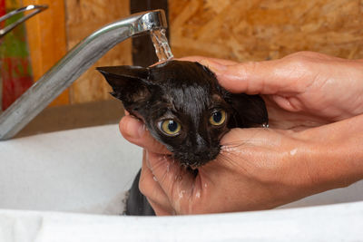 The hands of a woman bathing in the sink under the tap of a small black scared kitten