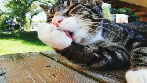 Cute cat licking leg while relaxing on wooden pier