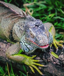 Close-up of lizard on tree