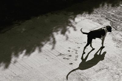 High angle view of dog walking on street