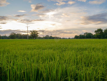 Scenic view of agricultural field against sky