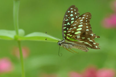 Close-up of butterfly on leaf