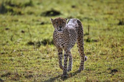 Close-up of a cheetah on field