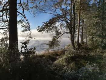 Trees growing in forest against sky