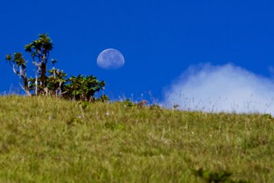 Low angle view of half moon on field against blue sky