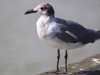 Close-up of bird perching against sky