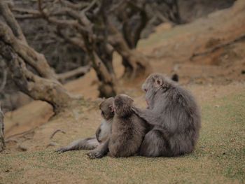 Monkeys sitting on field