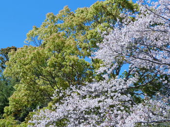 Low angle view of flowering tree against clear sky