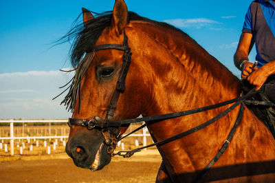 Horse riding horses