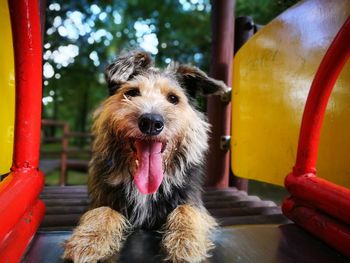 Close-up portrait of dog