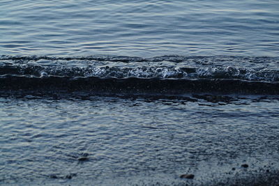 Close-up of bird in water