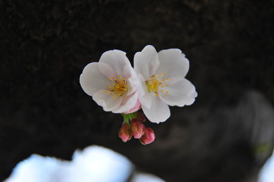 Close-up of fresh white flowers blooming outdoors