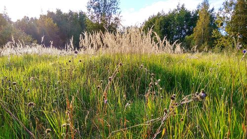 Scenic view of grassy field against sky
