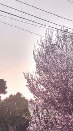 Low angle view of trees against sky