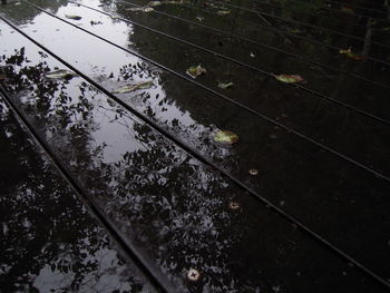 Reflection of trees in water