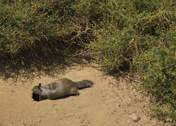 High angle view of lizard on the ground