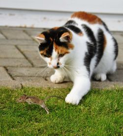 Cat looking away