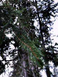 Low angle view of pine tree